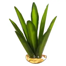 Agaves de laton